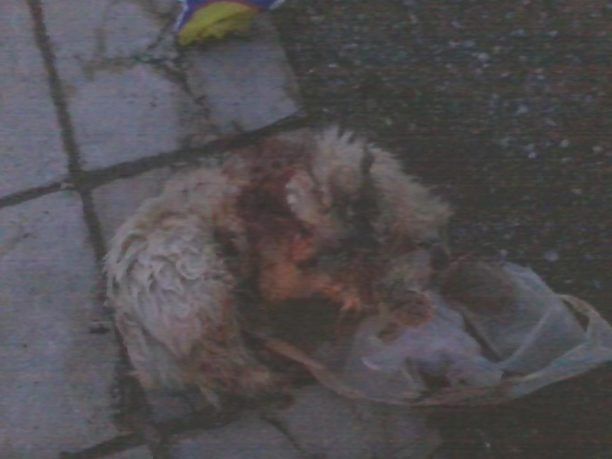 Θρυλόριο Κομοτηνής: Δεν κατήγγειλε τον δράστη που μπροστά της σκότωσε τον σκύλο